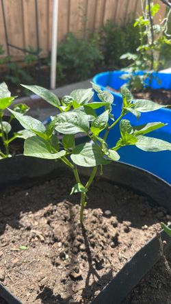 Bell peppers and tomatoes plants