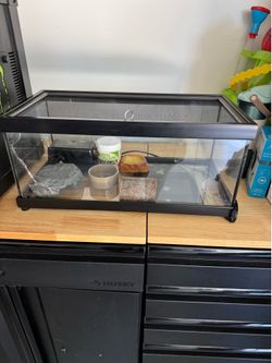 Lizard tank