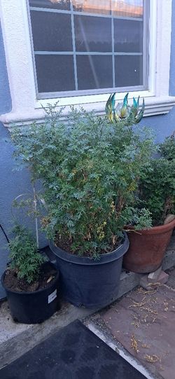 Common Rue Plant