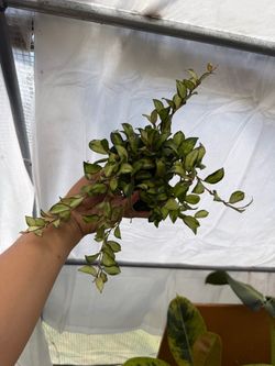 4” Hoya Lacunosa Bruno tricolor
