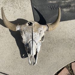 Buffalo Skull