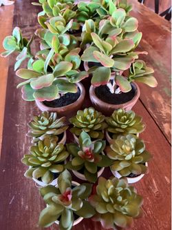 Succulents used for centerpieces $25
