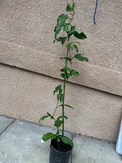 Passion fruit plant
