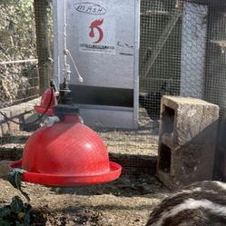 Plasson Broiler Chicken Drinkers 