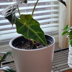 Indoor Plant Without Pot 
