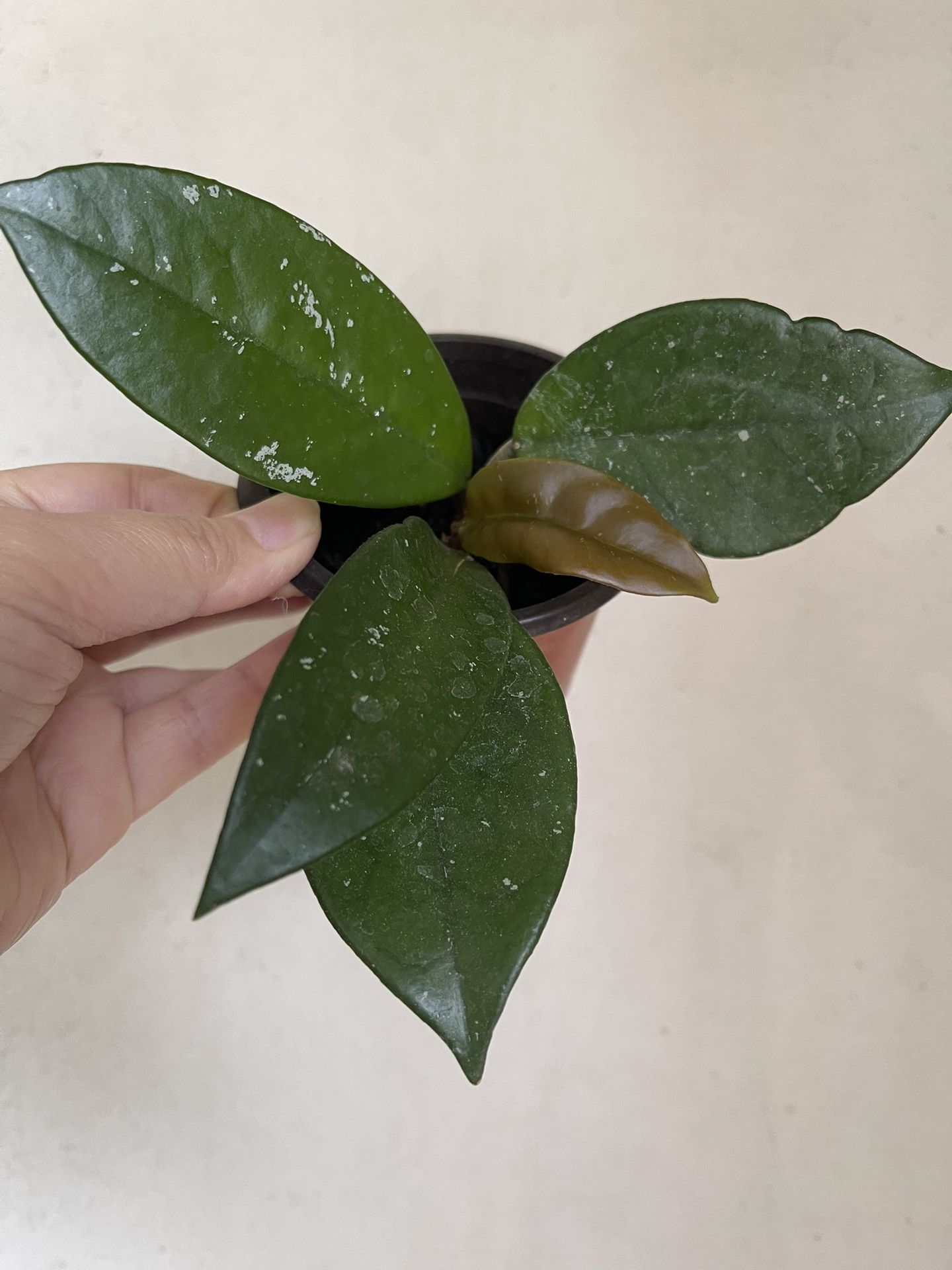 Hoya Carnosa Splash Plant