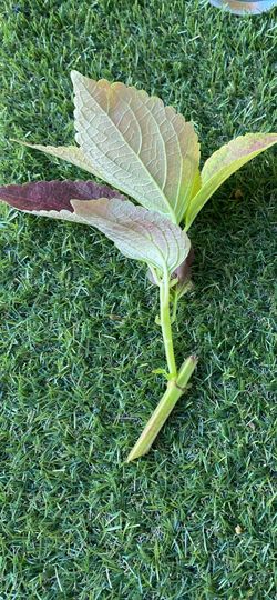 Natural two color coleus water rooted healthy.
