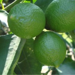 Organic  Grafted  Lime  Tree
