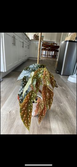 Begonia Maculata