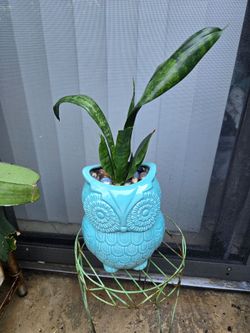 Sansevieria Jaboa plant