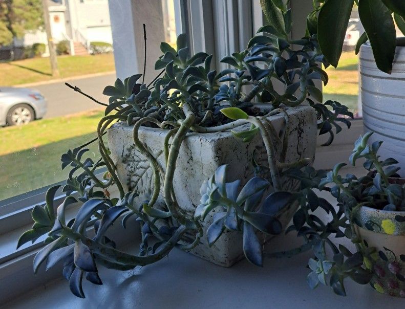 Succulent Ghost Plant (Graptopetalum paraguayense) Beautiful Heavy Planter Pot
