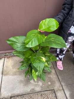 6” Hawaiian Pothos