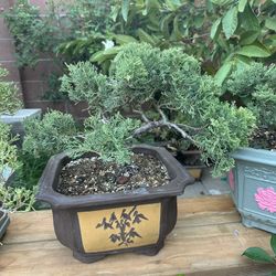 Bonsai Juniper 