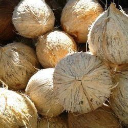 Freshly Shelled Coconuts. Keep Your Body's pH Balanced During Flu Season