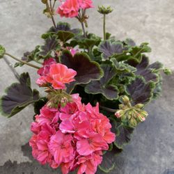 Beautiful Exotic Geranium Blooming Double Flowers Plant, In 1 Gallon Pot Pick Up Only