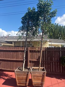 Indian Laurel Trees
