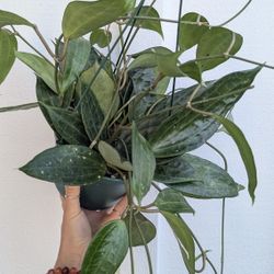 Hoya Latifolia Plant 6" Pot - Indoor House Plants 