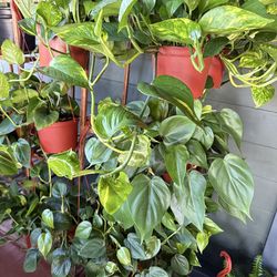 Tons of Houseplants for $18 each