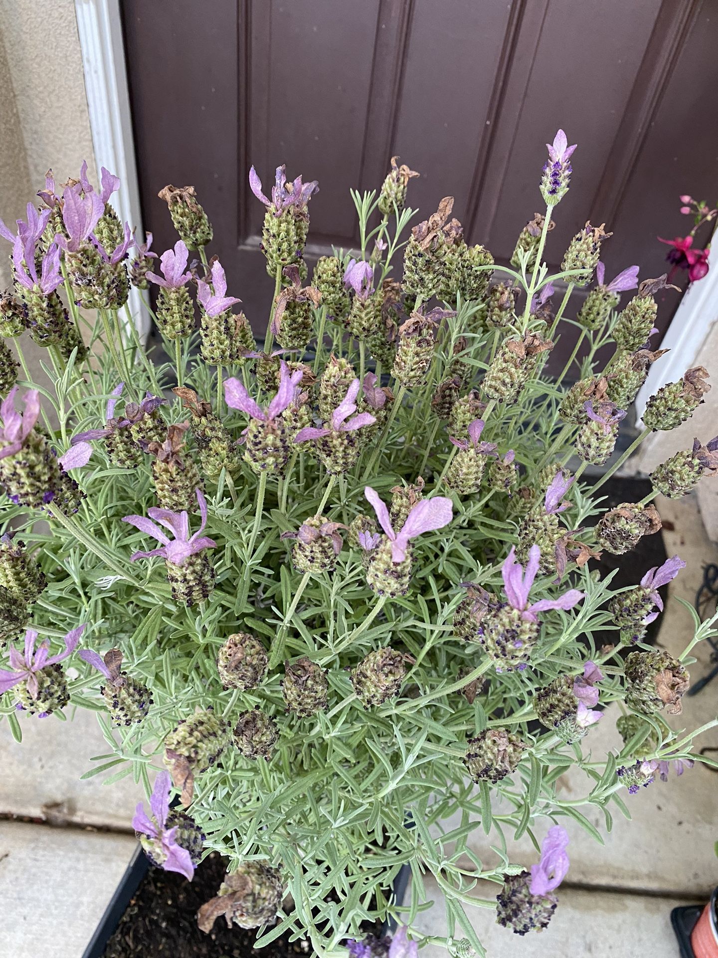 Lavender Tree for Sale in Perris, CA OfferUp