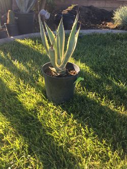 Agave