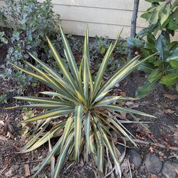 Yucca Plant