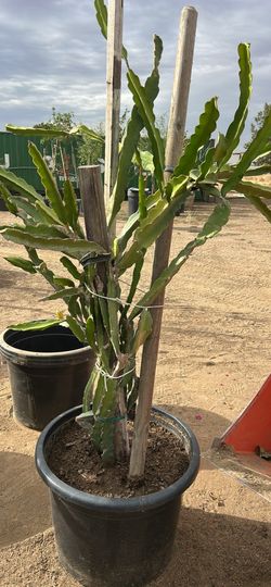 Plants, shade trees, and planting soil
