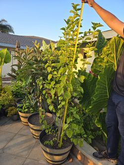 6ft White Mulberry Fruit Tree