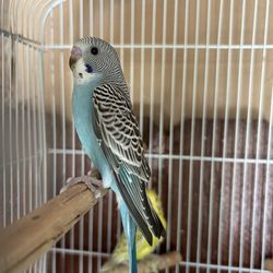 Bird cage