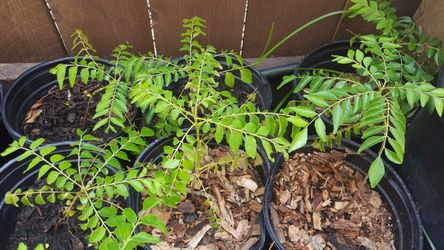 Indian Curry leaves plant