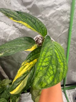 Monstera Peru Variegated