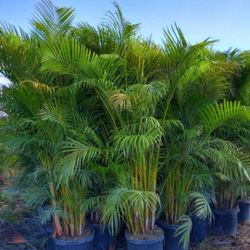 Arecas Palms For Inmediate Privacy!!! 6 Feet Tall!!! Best Quality 