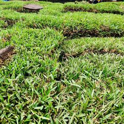 🌱 Need Sod? We’ve Got Fresh Floratam! 🌱