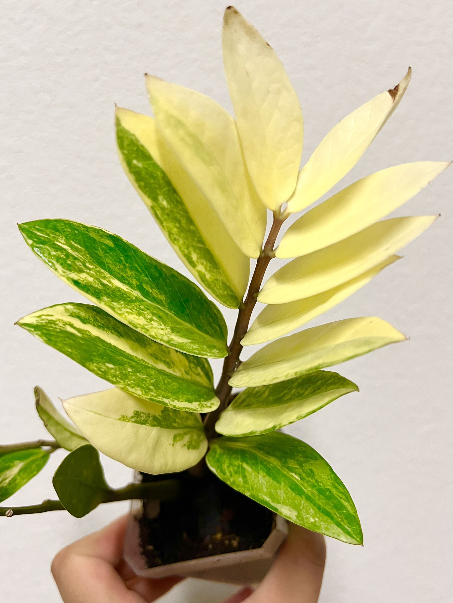 variegated zz plant