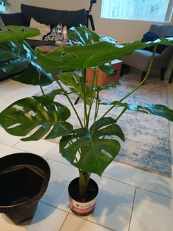 Large Faux Monstera Plant