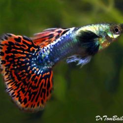 Guppies Fish