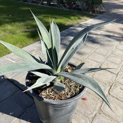 Agave Weberi – 5 Gallon (Rare Variety-3x In Stock) – $28