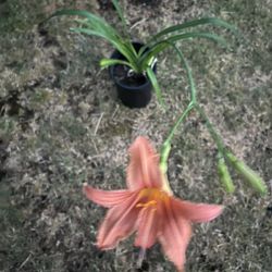 plants