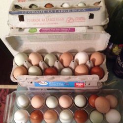 Eggs organic free range