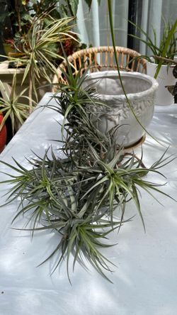 Tillandsia