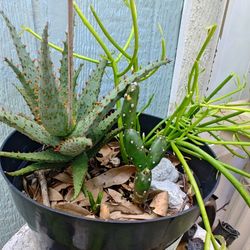 Christmas Aloe, Nopal Cactus And Pencil Tree Plants 