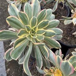 Sunburst Succulent
