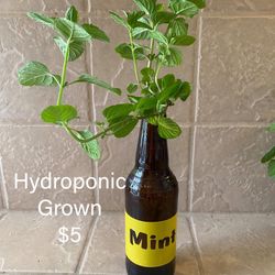 Mint Plant Hydroponic Grown