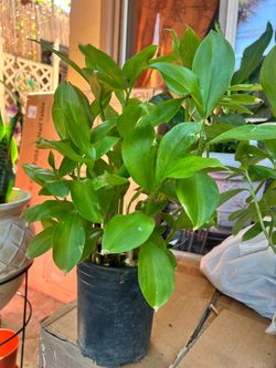 Ginger plant