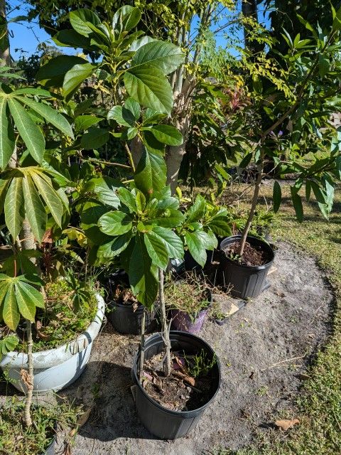 Avocados Tree/Garden/Outdoors/House/Plants 