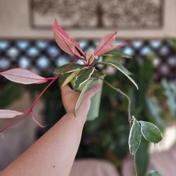Hoya Tri-Color Plant 