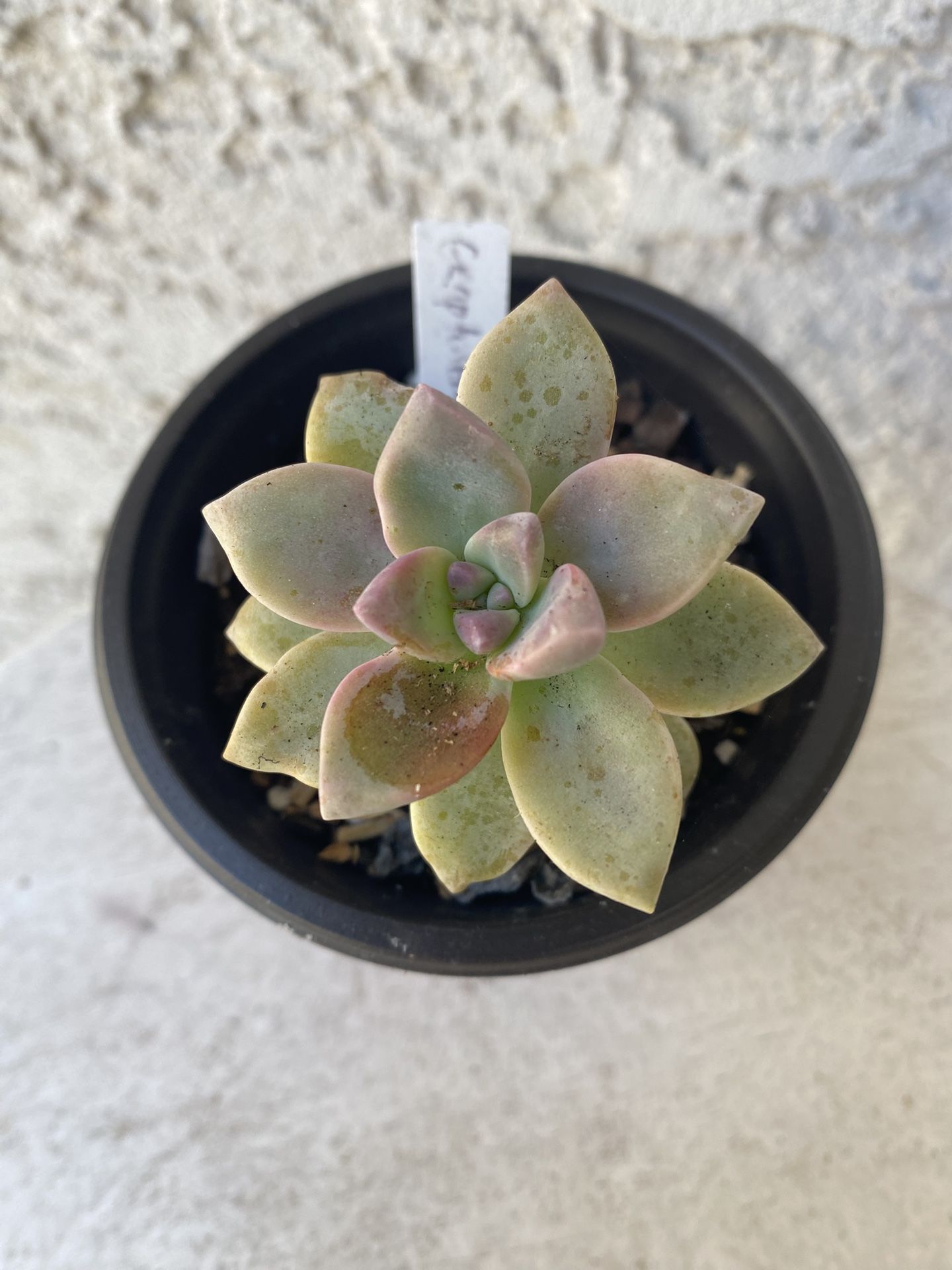 3 Inch Pot Succulent Plant - Hybrid Graptosedum Ghosty - Rooted & Stablished - Drought Resistant 🪴