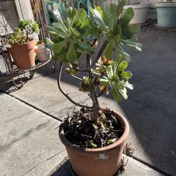 Big Succulents Plants Tree
