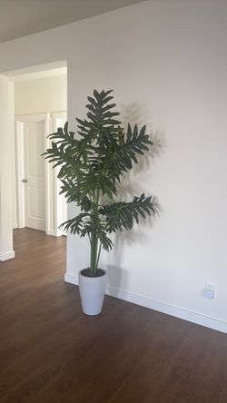 Tropical Leaf Plant with White Planter, 6.5'