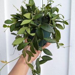 Hoya Burtoniae Plant 6" Pot - Indoor House Plants
