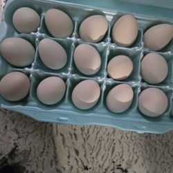 Fresh Eggs 
